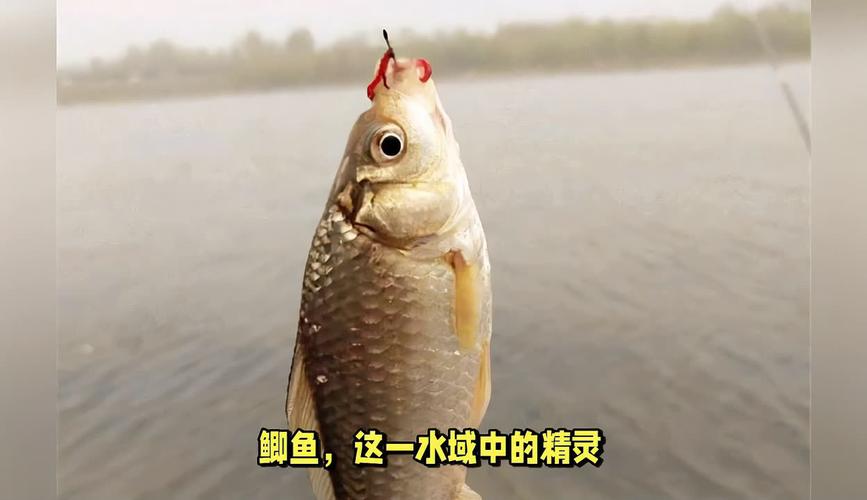 初冬釣鯽魚_初冬鯉魚釣法_釣位選擇技巧