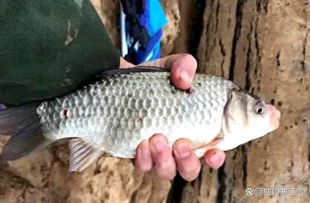 初冬釣鯽魚_釣位選擇技巧_初冬鯉魚釣法
