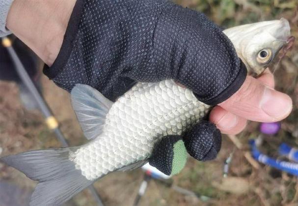 初冬釣鯽魚_秋季釣鯽魚技巧_釣無定律