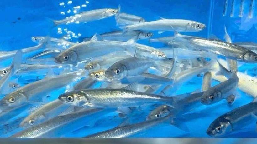 初夏釣魚_初夏釣魚最佳釣位_初夏魚兒覓食地點