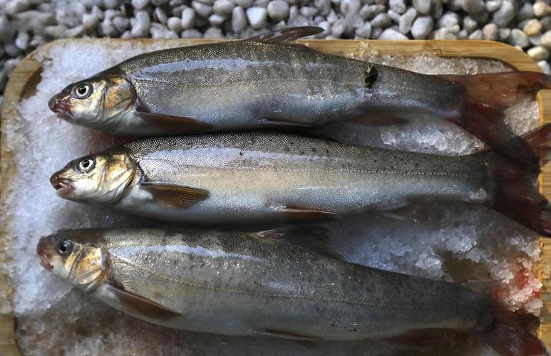 初夏釣魚_初夏釣魚最佳釣位_初夏魚兒覓食地點