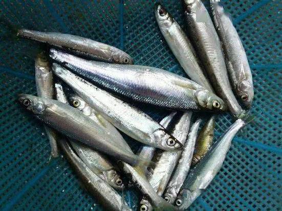 初夏魚兒覓食地點_初夏釣魚最佳釣位_初夏釣魚