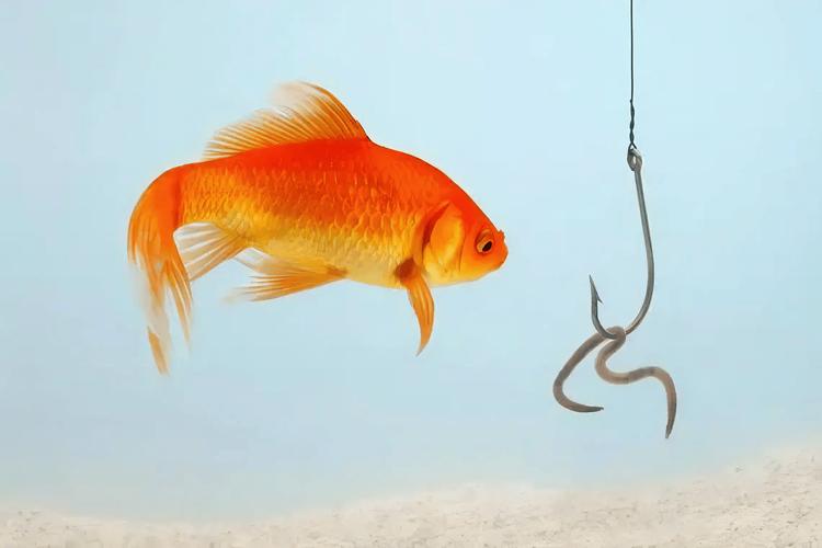 紅鯽魚吃什么東西_金鯽魚適宜水溫_金鯽魚食物種類