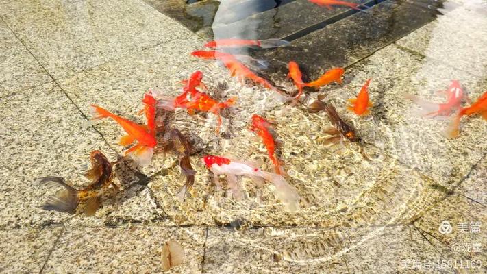 紅鯽魚吃什么東西_金鯽魚適宜水溫_金鯽魚食物種類