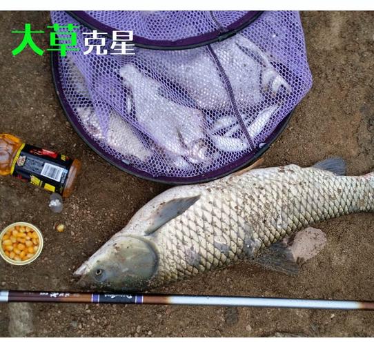 釣草魚餌料_草魚商品餌料推薦_化氏什么草魚餌料好用