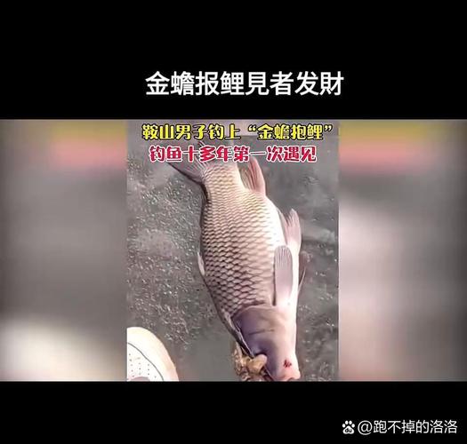 金蟾抱鯉是什么寓意_金蟾抱鯉原理_金蟾抱鯉為什么