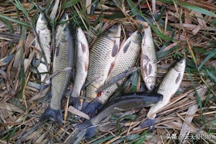 草魚秋季最佳餌料選擇_野釣草魚餌料配方大全餌料對了口大魚才會跟著走_秋季野釣草魚餌料