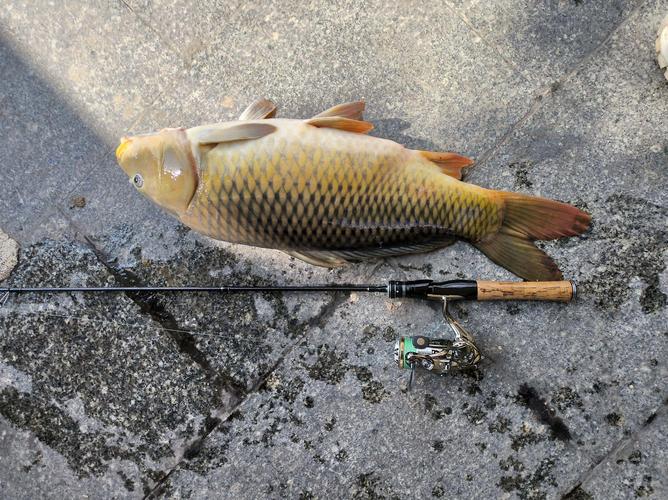 垂釣注意事項安全_上海釣魚論壇_休閑垂釣運動
