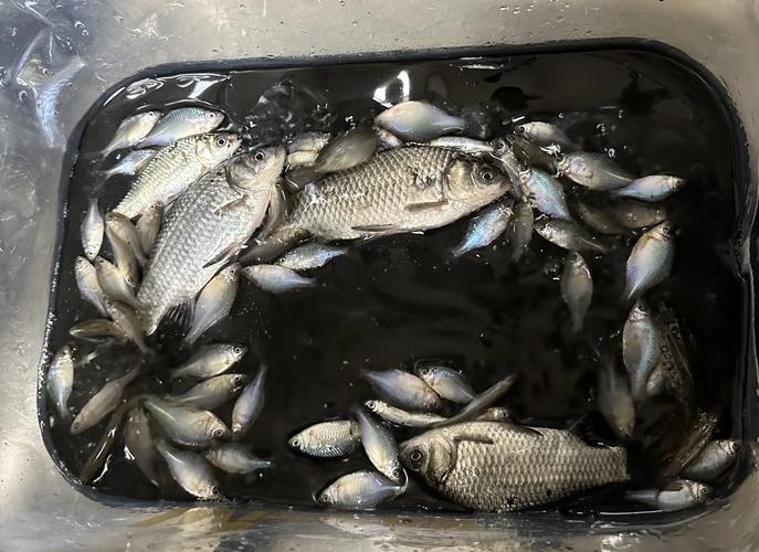 上海釣魚論壇_休閑垂釣運動_垂釣注意事項安全