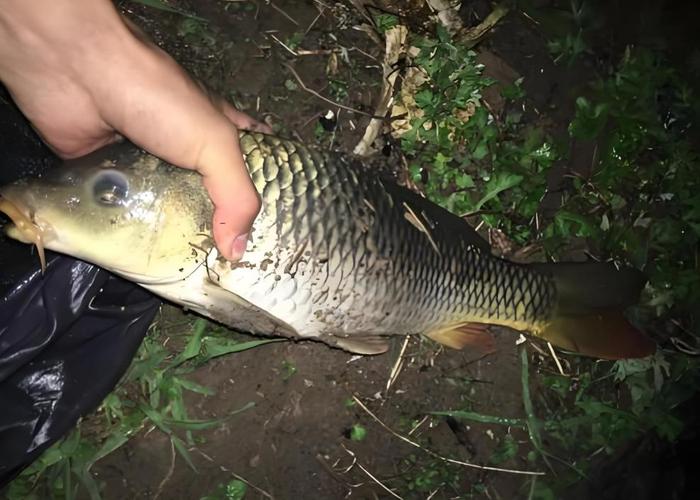 在魚塘晚上釣魚技巧_夜釣技巧_夜釣最佳時間