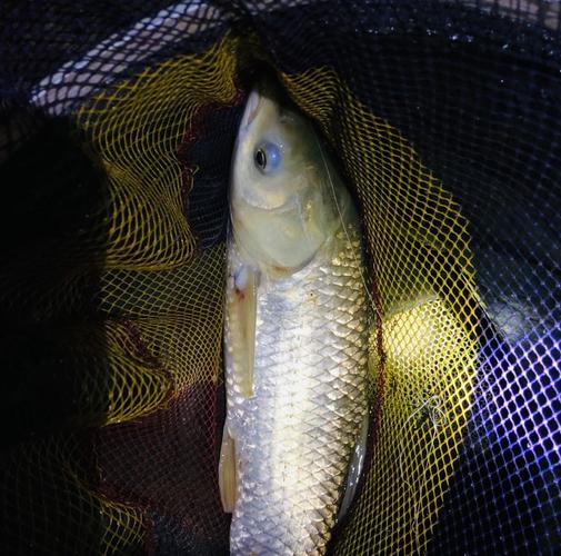 在魚塘晚上釣魚技巧_夜釣最佳時間_夜釣技巧