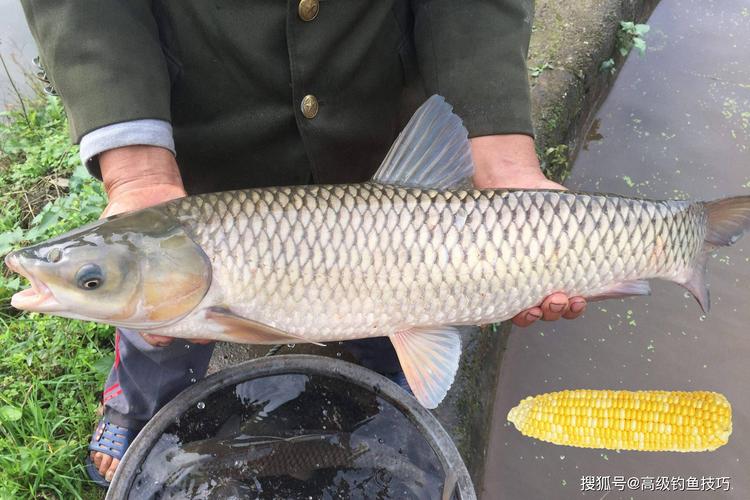 草魚餌料品牌哪家好_釣草魚非商品餌_草魚素餌葷餌推薦