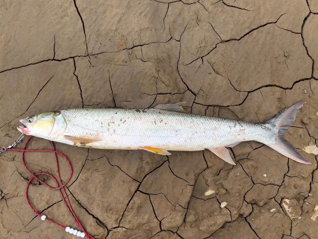 臺釣好玩還是路亞好玩_釣魚經驗分享_臺釣裝備配置