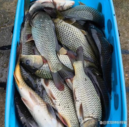 夏季雨天釣魚技巧_夏天下雨釣魚好釣嗎_雨后初晴釣魚攻略