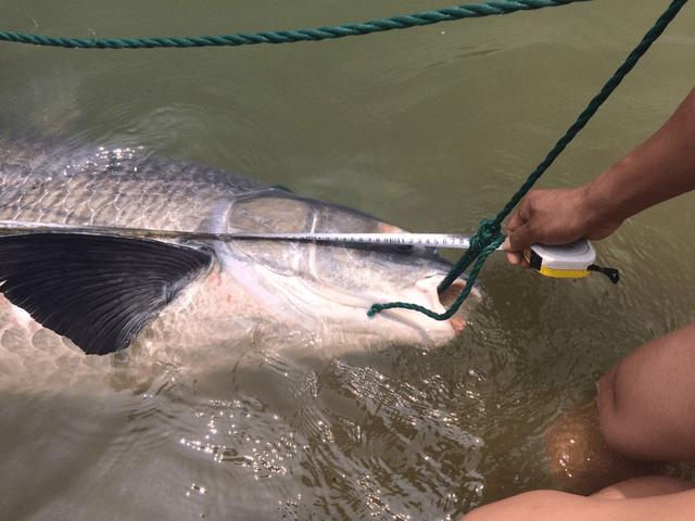 千島湖巨型青魚_千島湖魚王記錄_千島湖最長大青魚