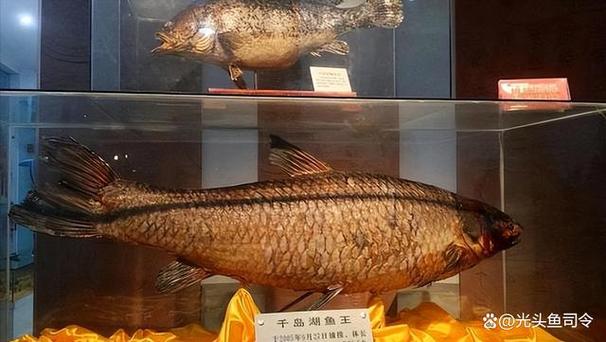 千島湖魚王記錄_千島湖巨型青魚_千島湖最長大青魚