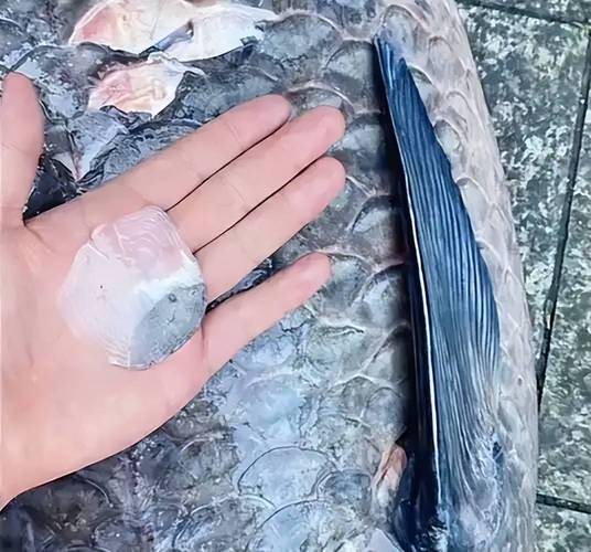 千島湖最長大青魚_千島湖魚王記錄_千島湖巨型青魚