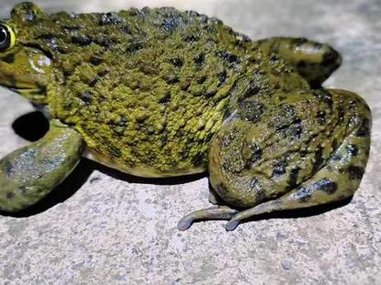 虎紋蛙是什么動物_虎紋蛙食物種類_虎紋蛙保護級別