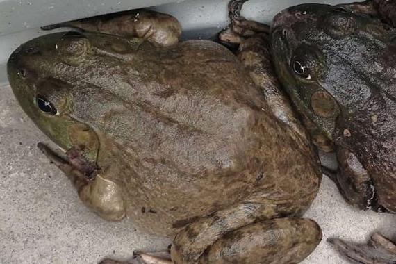 虎紋蛙是什么動物_虎紋蛙保護級別_虎紋蛙食物種類