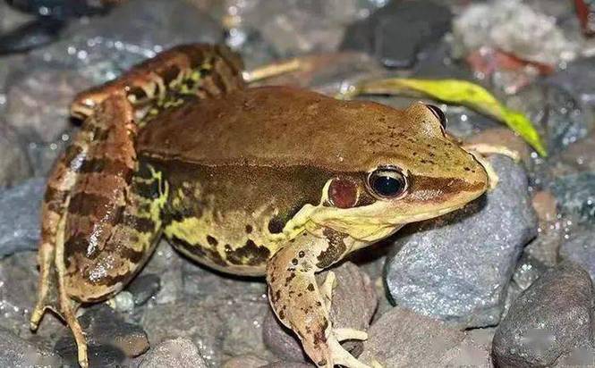 虎紋蛙食物種類_虎紋蛙保護級別_虎紋蛙是什么動物