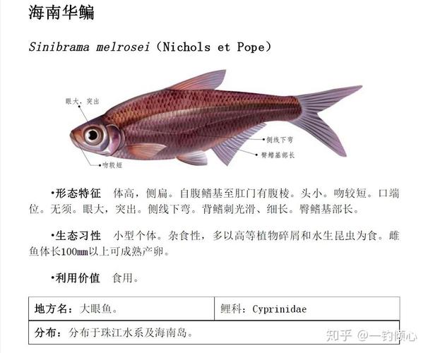 臺釣和路亞的區別是什么_路亞釣法與臺釣哪個更燒錢_路亞釣法與臺釣裝備對比