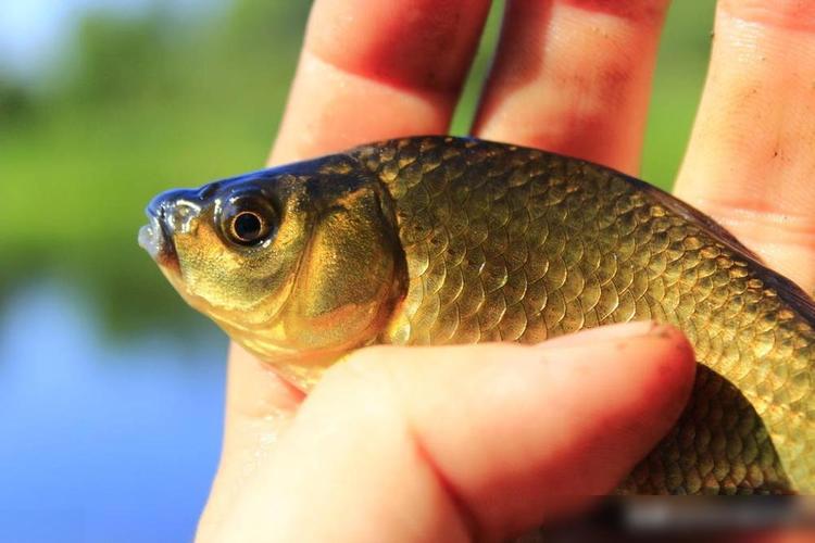 臺釣鯉魚調漂技巧_臺釣和路亞的區別是什么_臺釣與傳統釣的區別