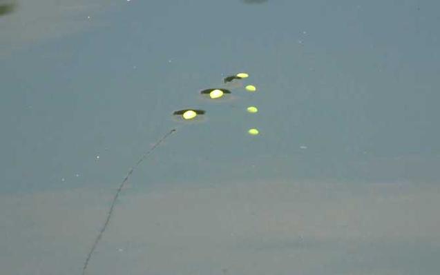 臺釣和路亞的區別是什么_臺釣與傳統釣的區別_臺釣鯉魚調漂技巧