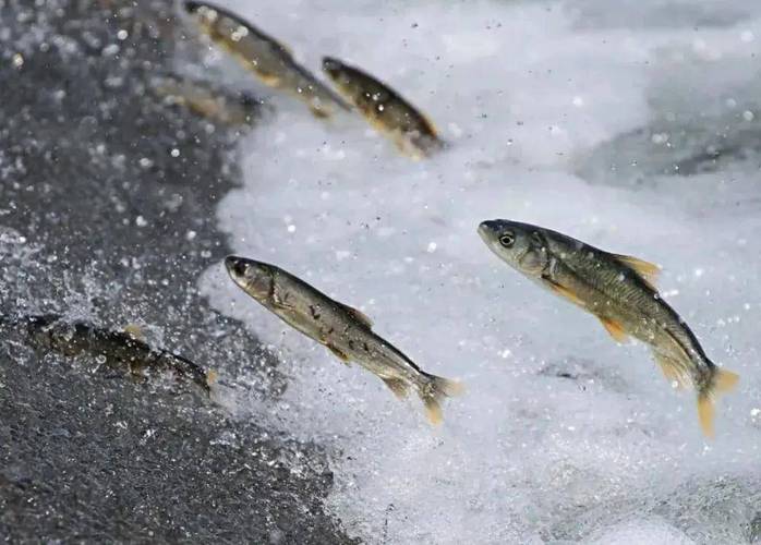 青海湖旅游攻略_青海湖湟魚價格_湟魚保護現狀