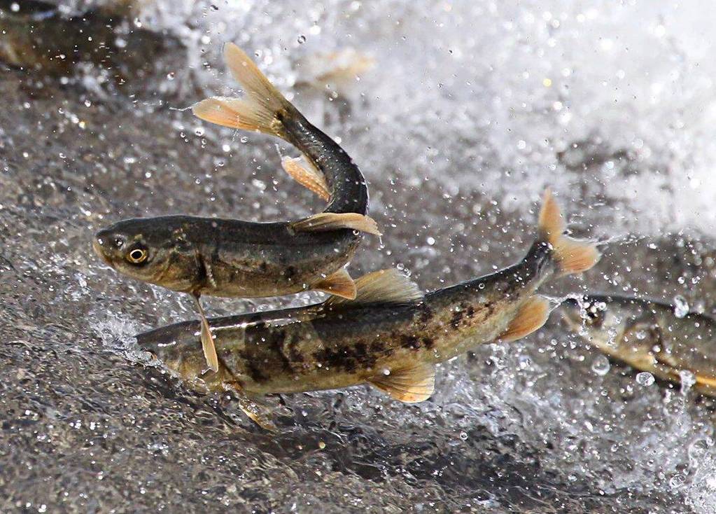 青海湖旅游攻略_湟魚保護現狀_青海湖湟魚價格