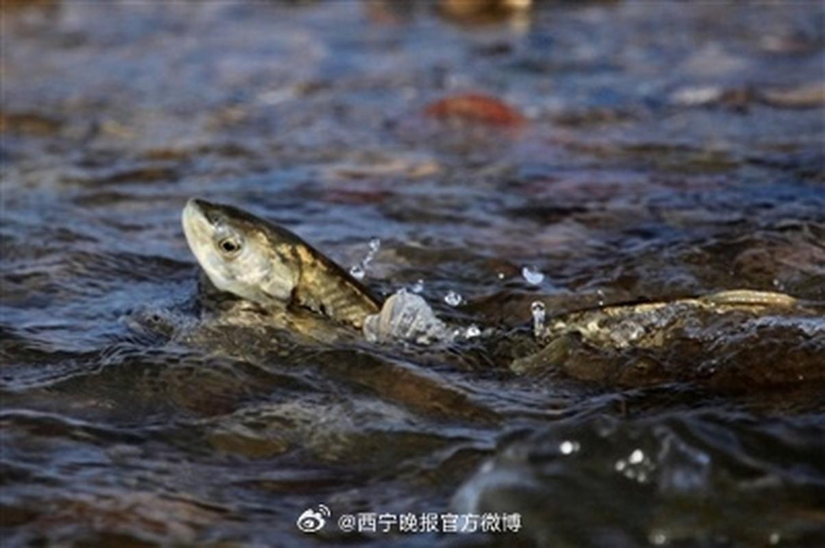 青海湖湟魚保護_湟魚黑色市場非法捕撈_青海湖湟魚價格