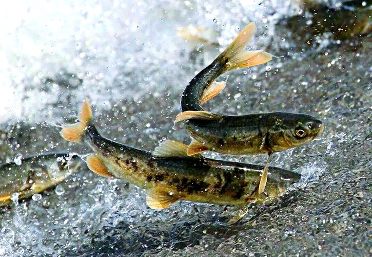 青海湖湟魚價格_湟魚黑色市場非法捕撈_青海湖湟魚保護