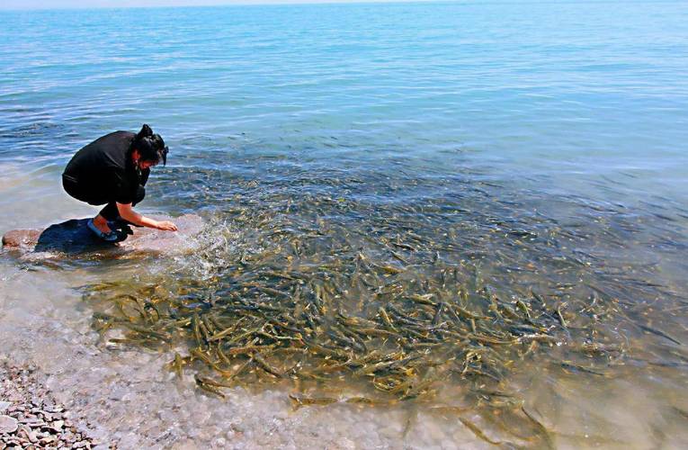湟魚黑色市場非法捕撈_青海湖湟魚價格_青海湖湟魚保護