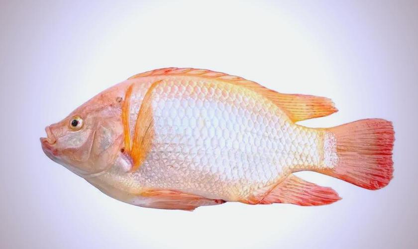 羅非魚視黃醇含量高_羅非魚是不是很臟_羅非魚蛋白質含量高