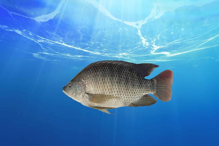 羅非魚視黃醇含量高_羅非魚蛋白質含量高_羅非魚是不是很臟