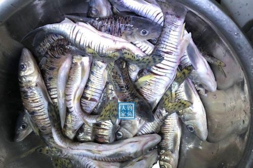 花骨魚釣法_花骨魚市場價多少一斤_花骨魚餌料