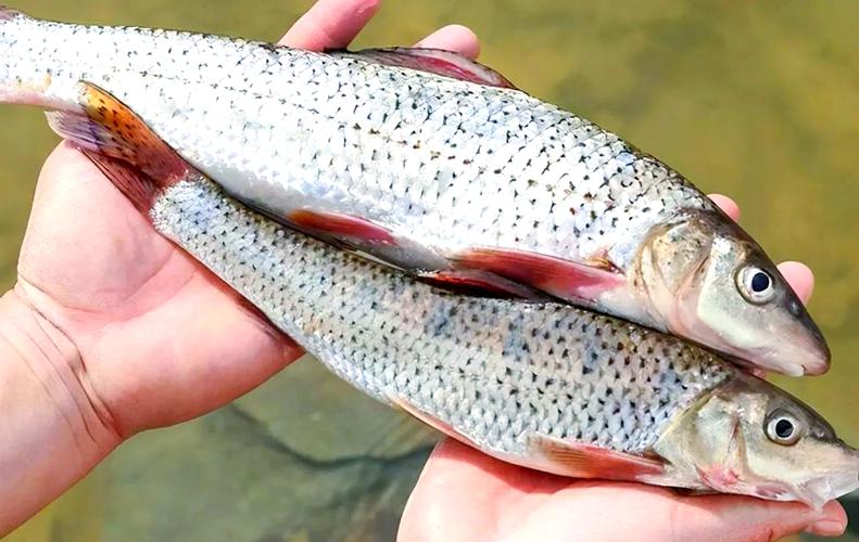 花骨魚市場價多少一斤_花骨魚餌料_花骨魚釣法
