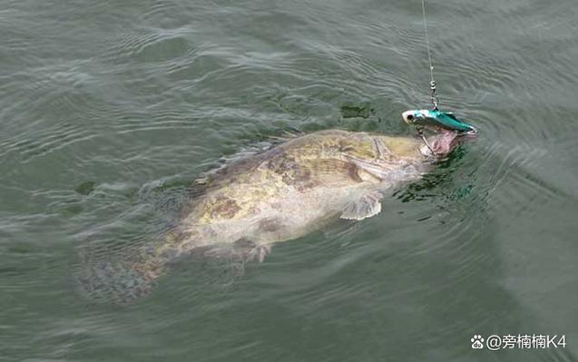 魯家灘水庫釣魚攻略_魯家灘釣魚_魯家灘水庫魚類分布