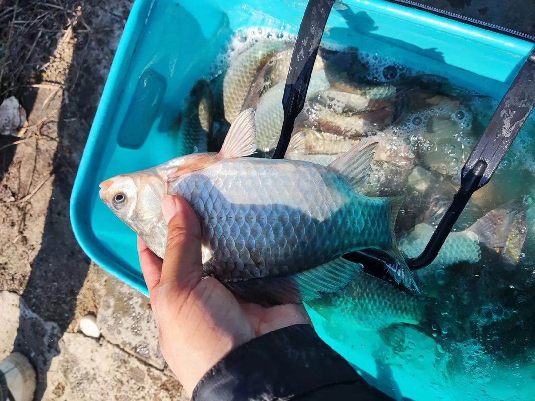 野釣是什么意思_野釣的特點和釣法_野河釣鯉魚是臺釣還是傳統釣