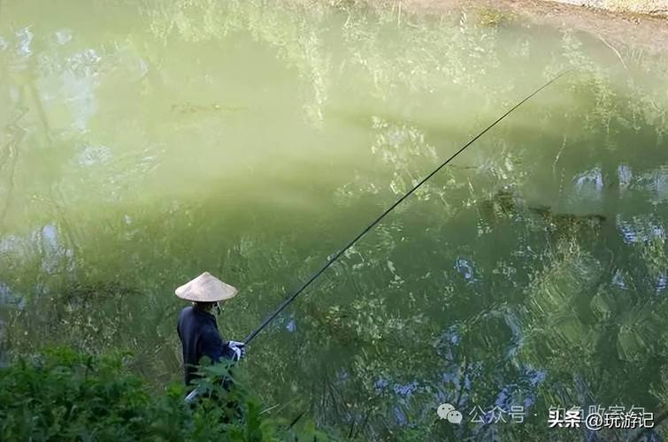 野河釣鯉魚是臺釣還是傳統釣_野釣的特點和釣法_野釣是什么意思