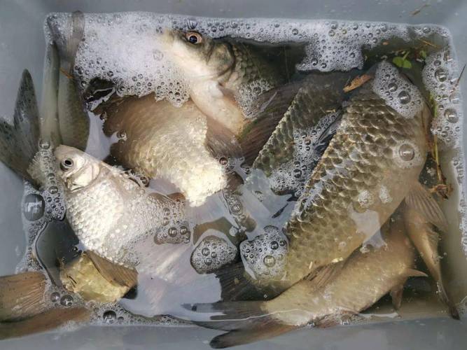 野河釣鯉魚是臺釣還是傳統釣_臺釣之外的釣法_傳統釣