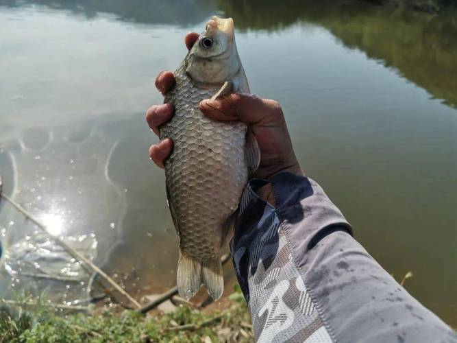 傳統釣技法_傳統釣歷史演變_野河釣鯉魚是臺釣還是傳統釣