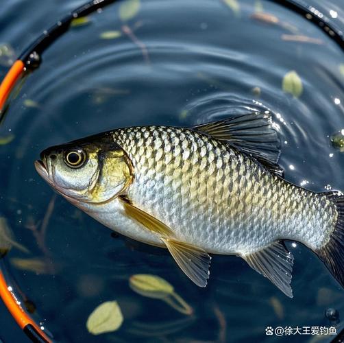 山奈釣魚的原理_丁香山奈藥酒配方_山奈釣魚