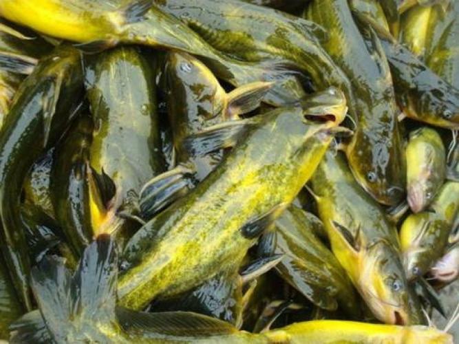 黃顙魚當下酒菜做法_黃顙魚養殖價格_黃刺魚多少錢一斤