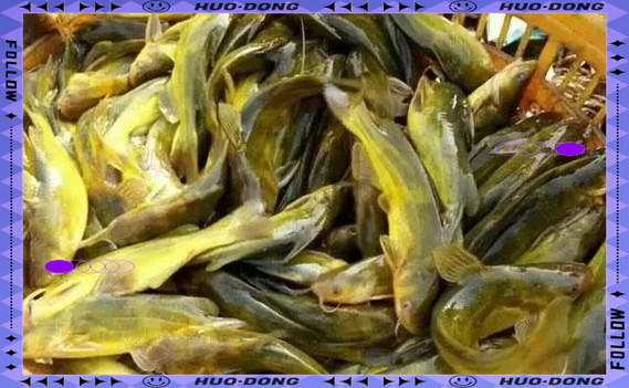 黃顙魚當下酒菜做法_黃顙魚養殖價格_黃刺魚多少錢一斤
