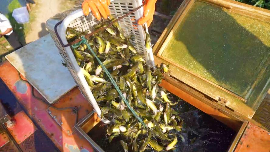 黃顙魚養殖價格_黃刺魚多少錢一斤_黃顙魚當下酒菜做法