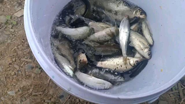 深秋初冬釣鯽魚技巧_野釣鯽魚黃金方法_深秋初冬釣鯽魚技巧