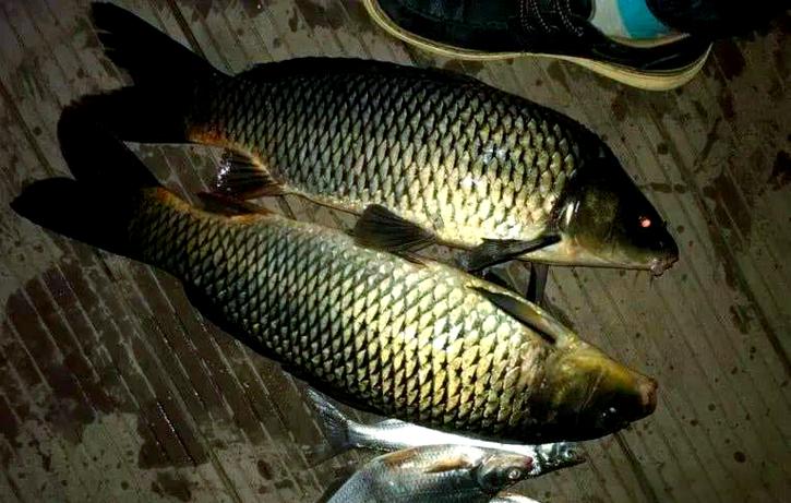 夏季野河夜釣鯉魚攻略_黃金釣位選擇秘籍_夏季野釣夜釣鯉魚技巧