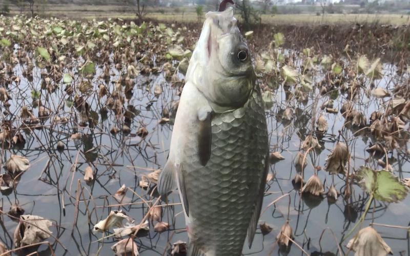 深秋釣大鯽魚_深秋如何野釣鯽魚_藕塘釣鯽魚技巧