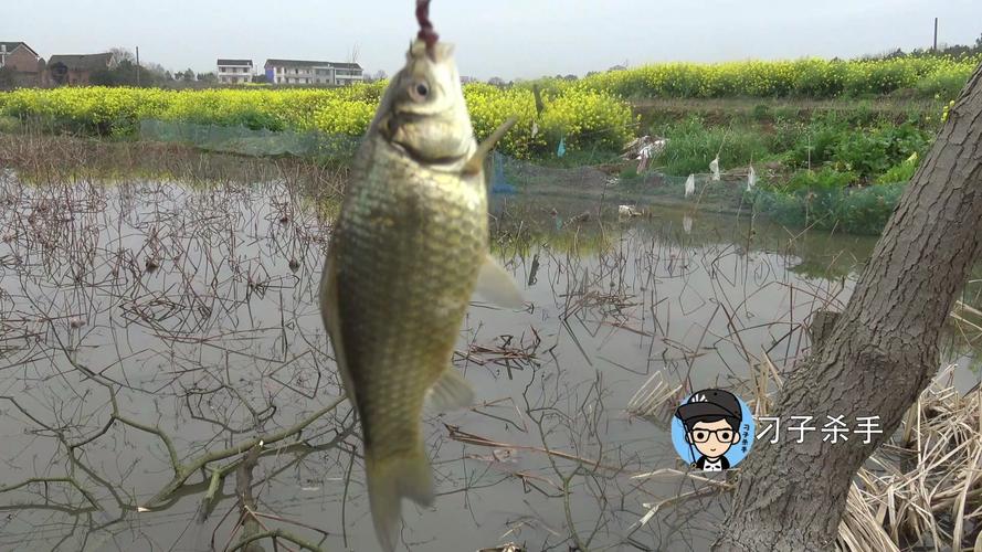 藕塘釣鯽魚技巧_深秋釣大鯽魚_深秋如何野釣鯽魚