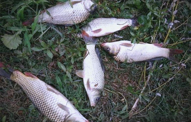 氣壓高低對釣魚的影響_釣魚天氣溫差影響_釣魚天氣氣壓高低